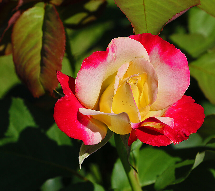 В ботаническом саду МГУ - Светлана 