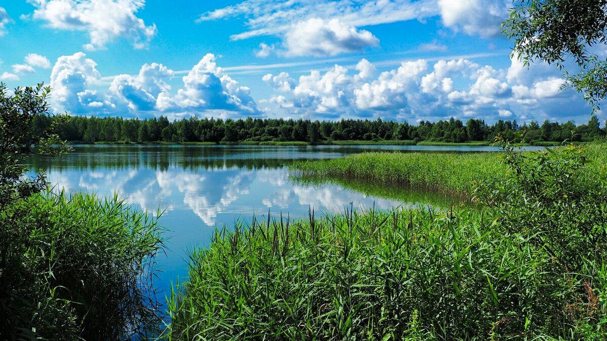 Смоленщина в конце июля. - Милешкин Владимир Алексеевич 