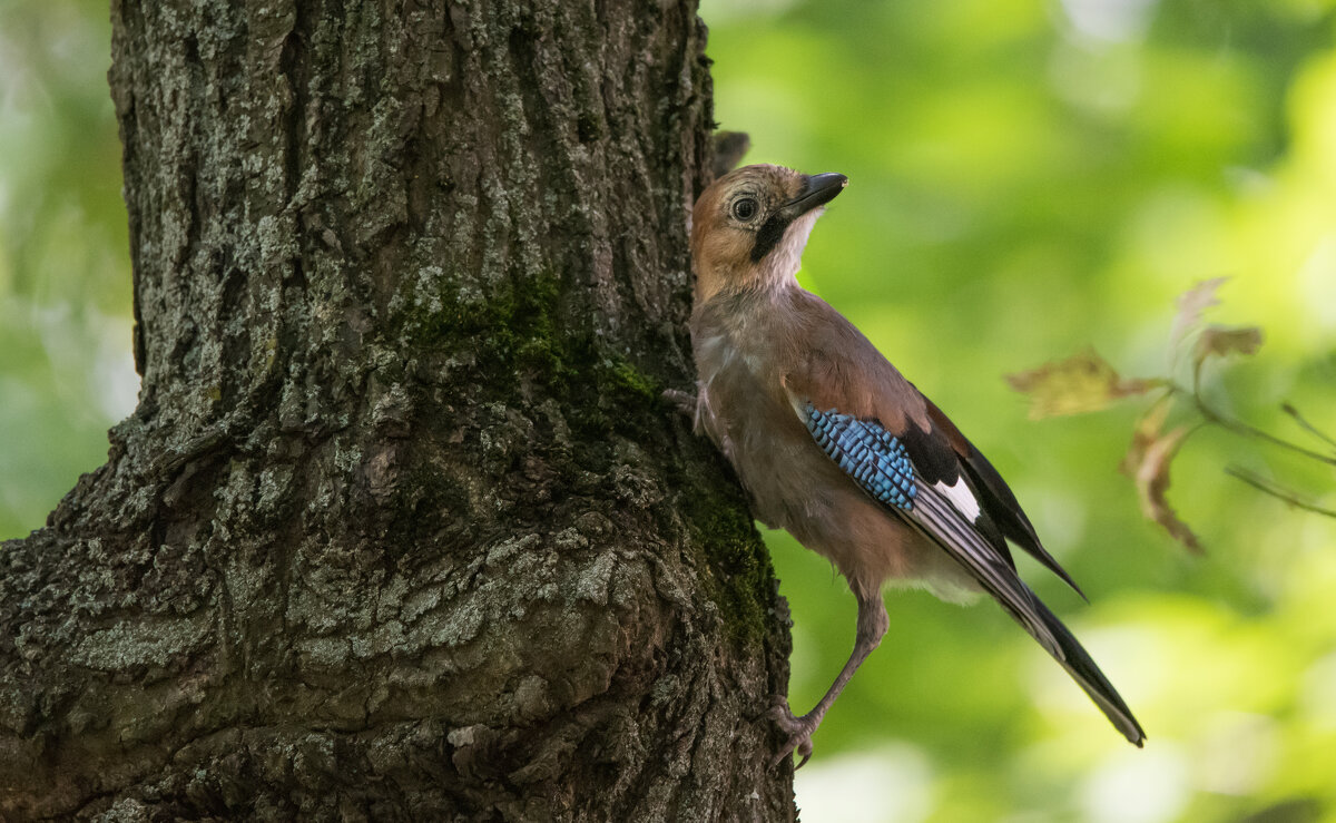Сойка. - Владимир Безбородов