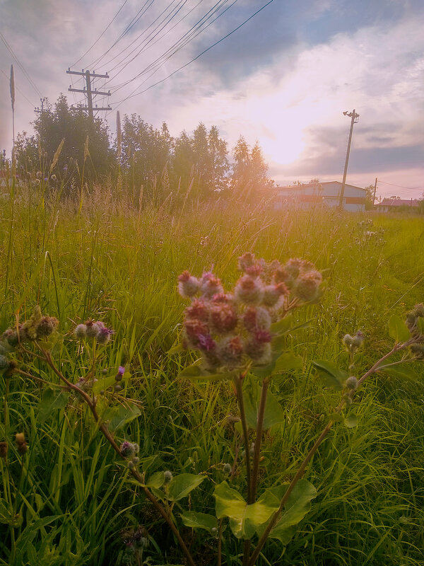 Летний вечер - Сергей Кочнев