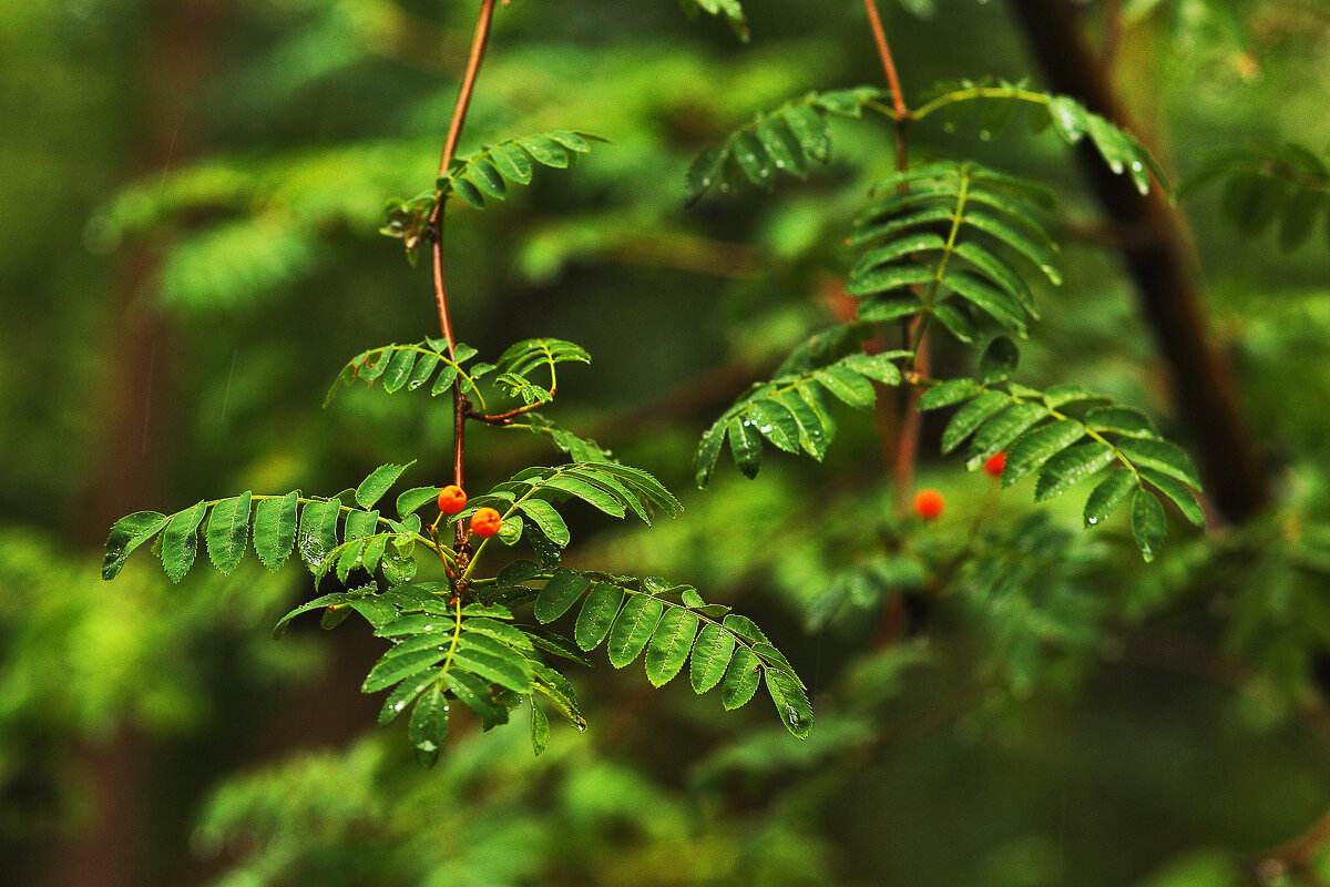 Созревают - Юрий Гайворонскiий