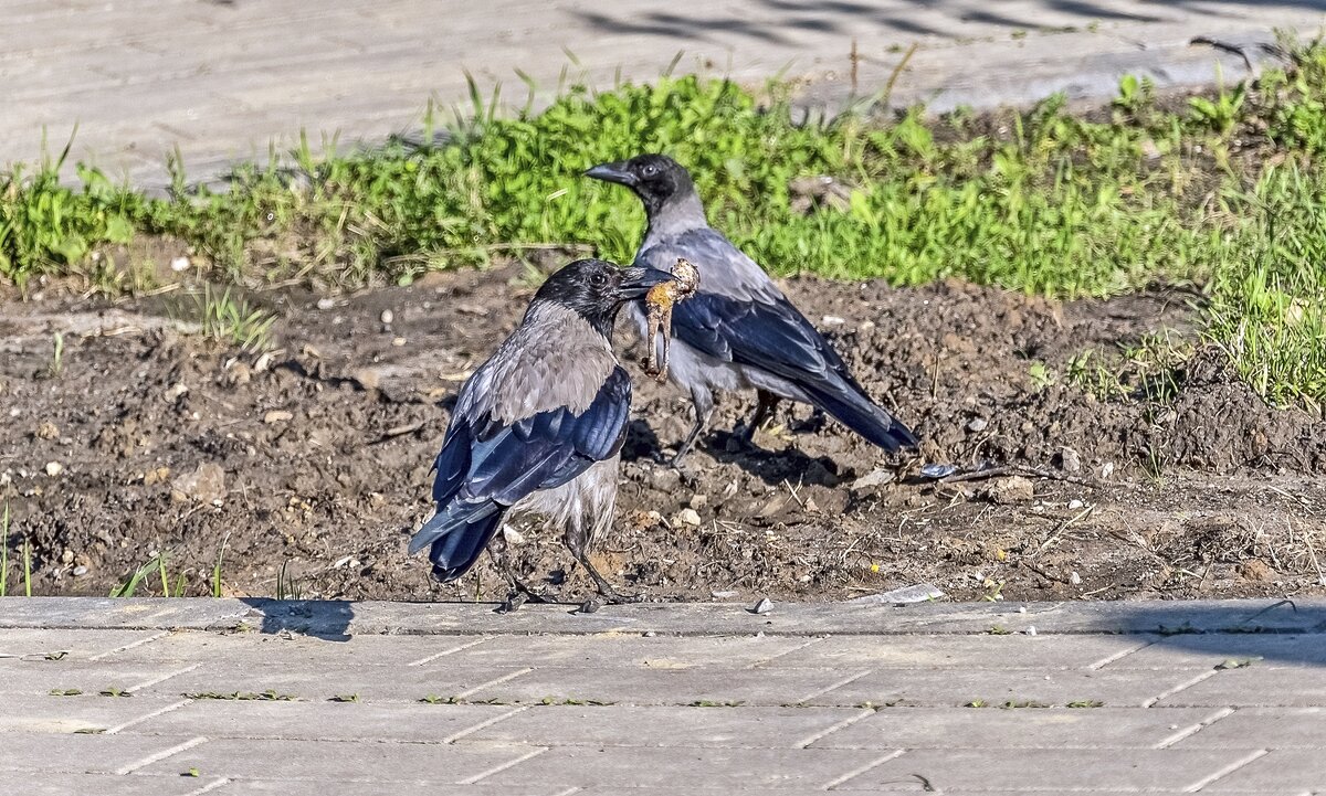 Вороне Бог послал вкусную косточку - Валерий Иванович