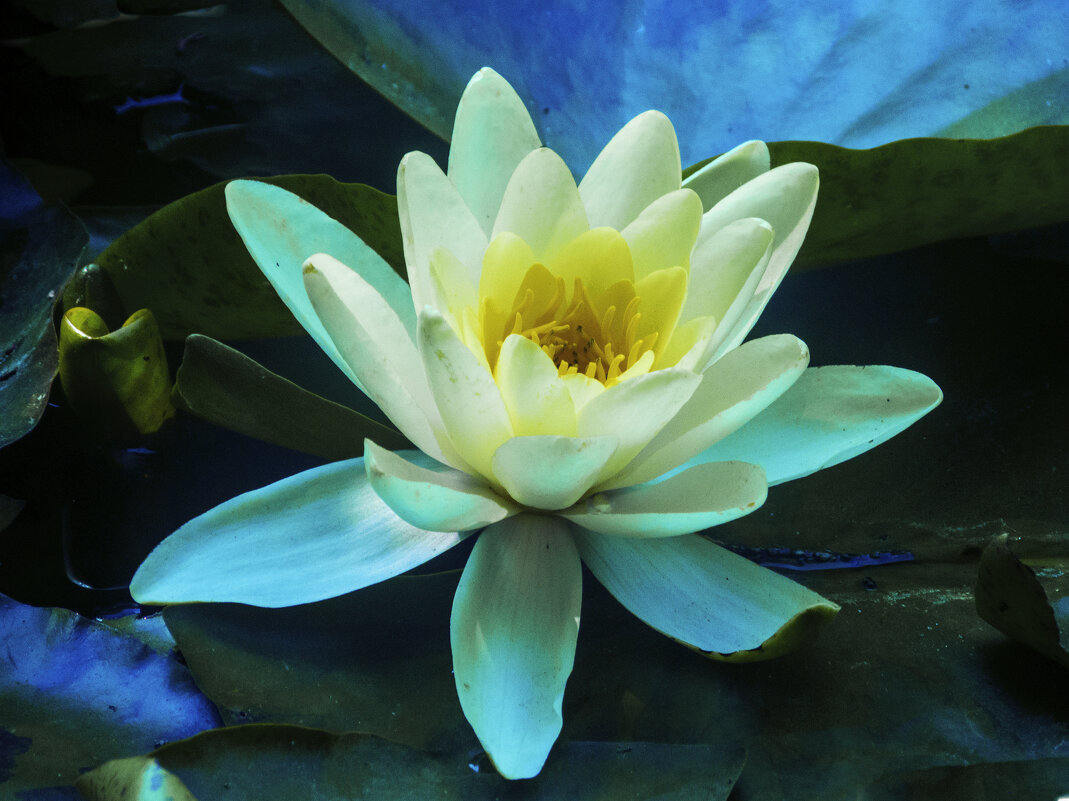 Белая лилия - Валентин Семчишин