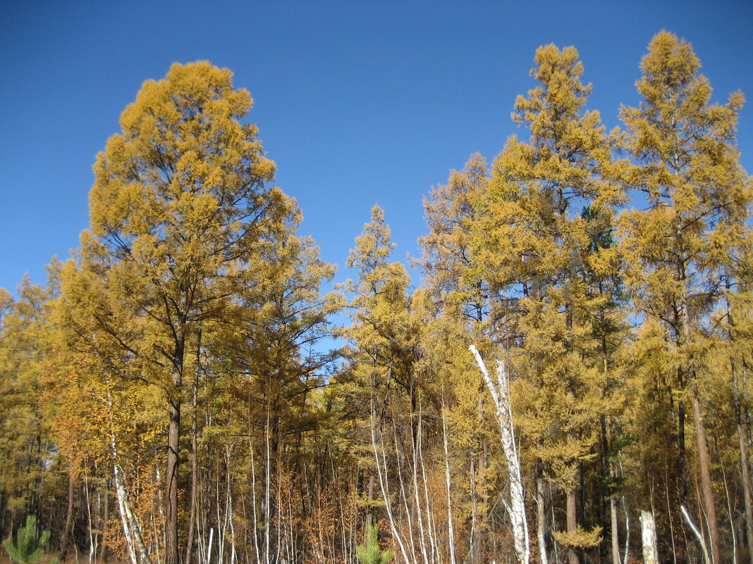 Осень - Anna Ivanova