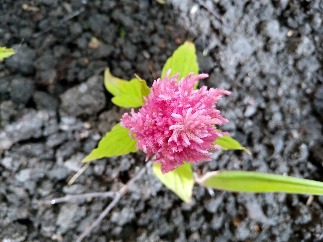 Цветы. - Владимир Драгунский