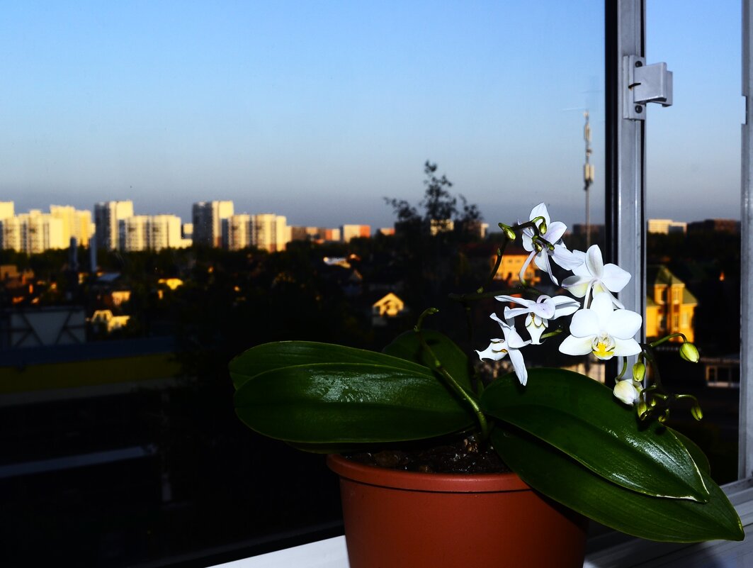 Летнее утро. - Василий Палий