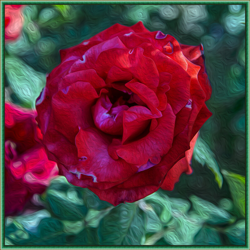 Роза - Анатолий Чикчирный