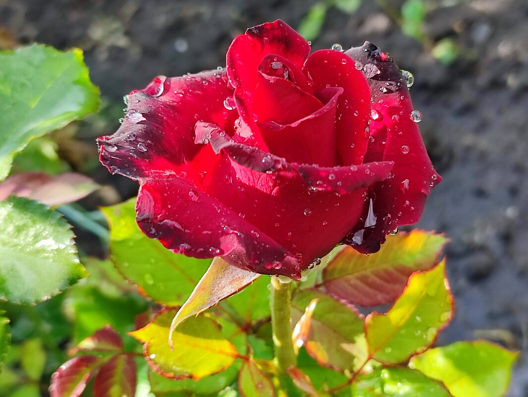 После дождя - Валентина Богатко 