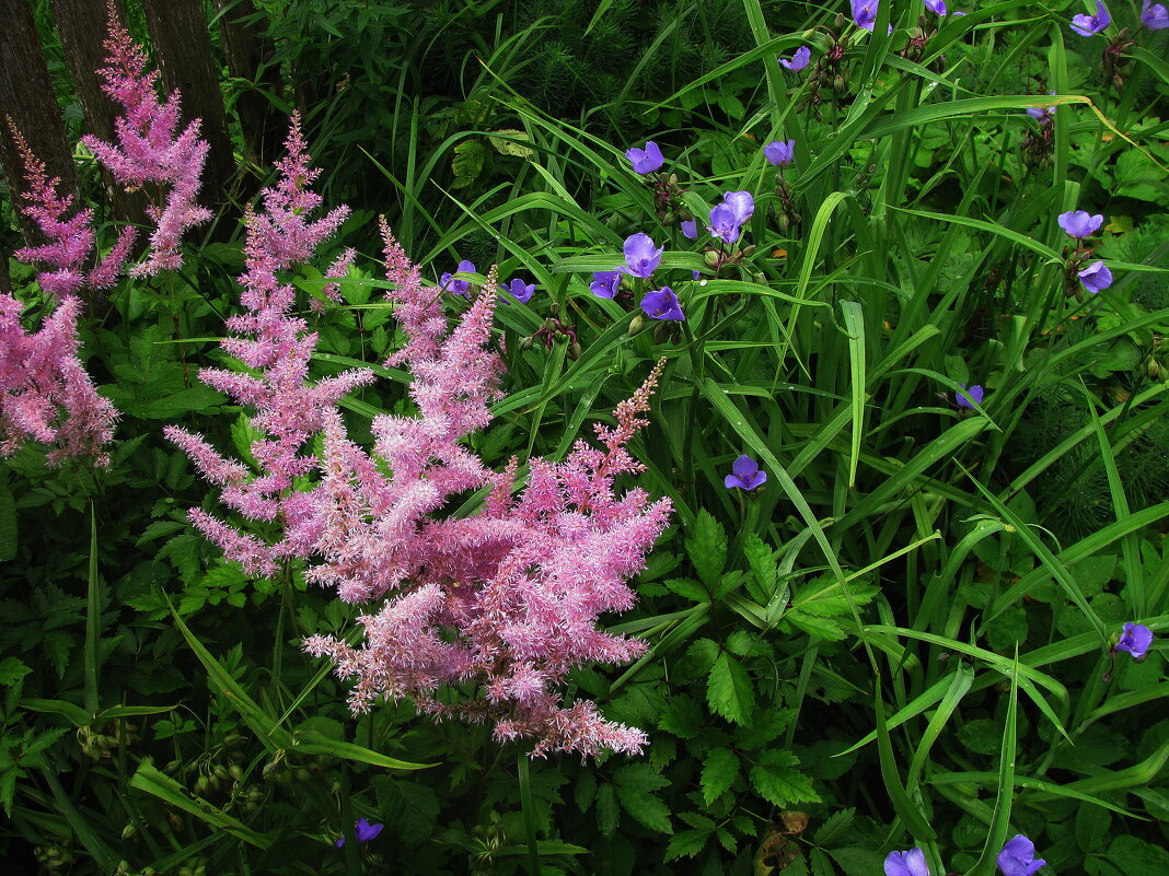 В саду - Людмила Смородинская
