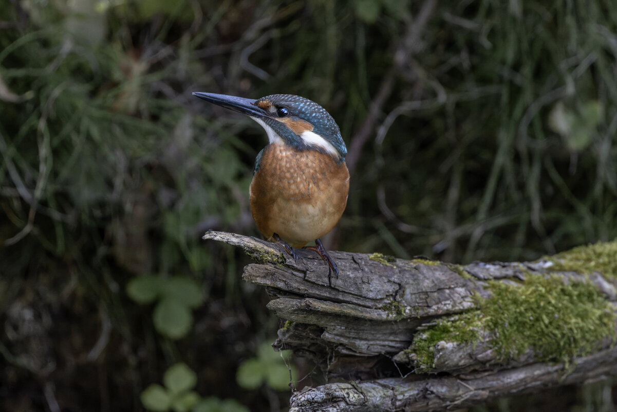 зимородок - юрий макаров