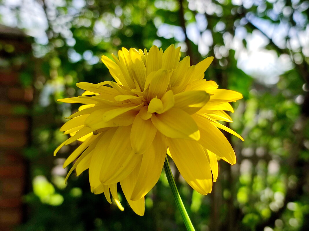 Золотые шары - Валентина Богатко 