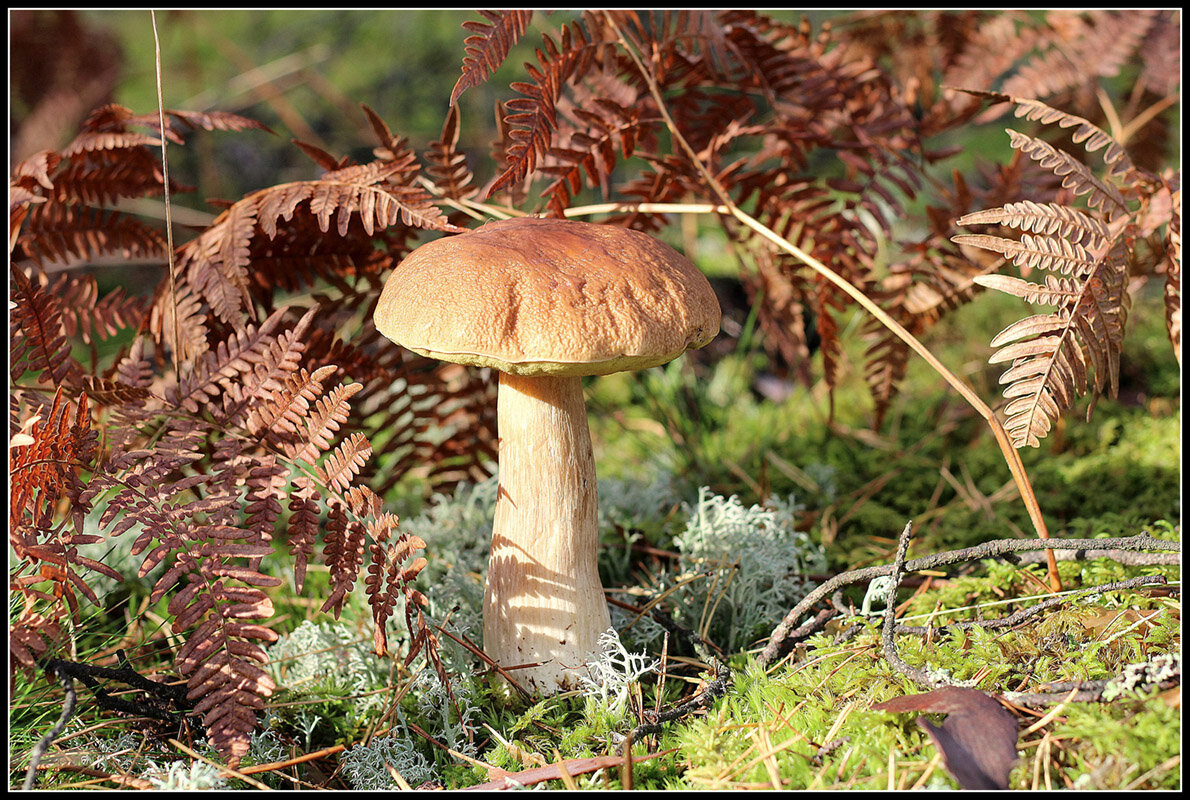 *** - Aleksandr Gal *** - Aleksandr Gal