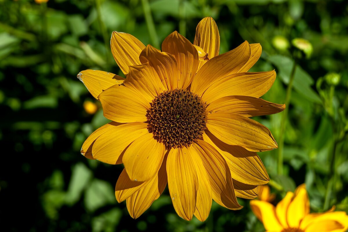 *** - Игорь Сикорский