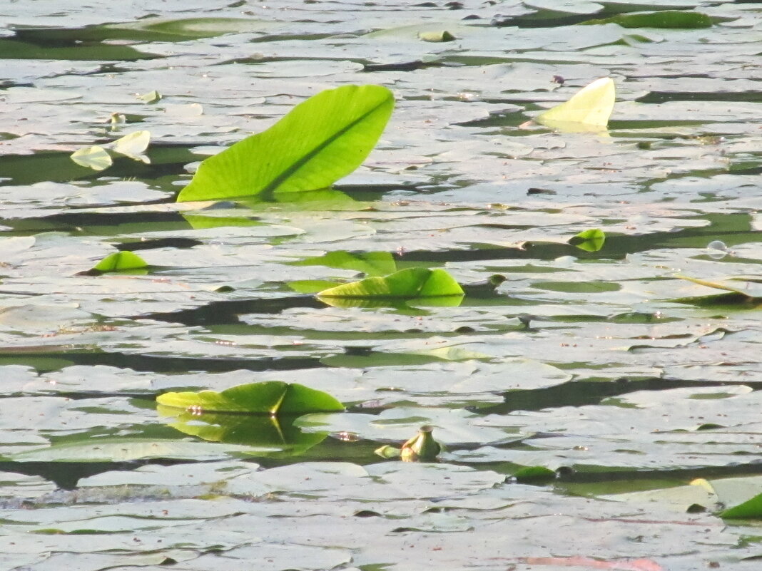 ветер - Елена Шаламова