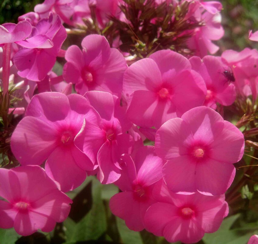 В розовых тонах флоксы - Елена Семигина