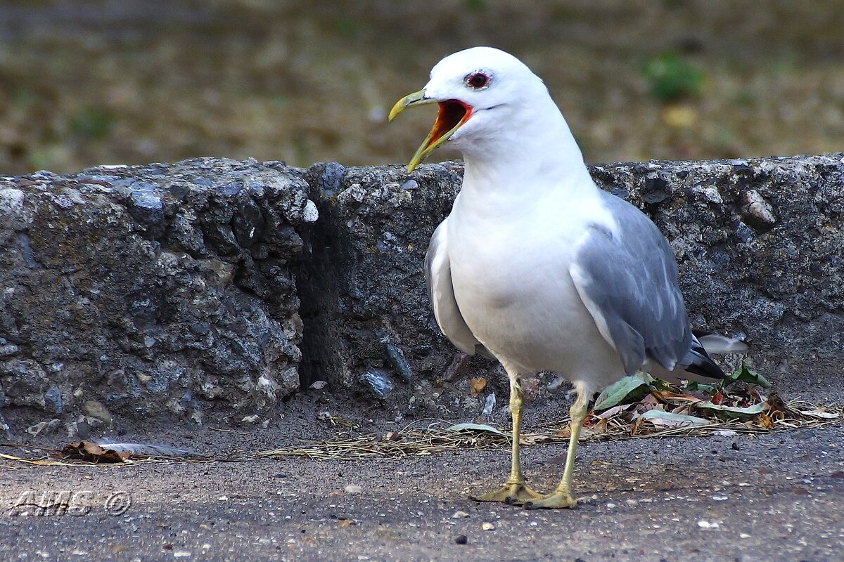 Наглые чуды - kolyeretka Наглые чуды - kolyeretka