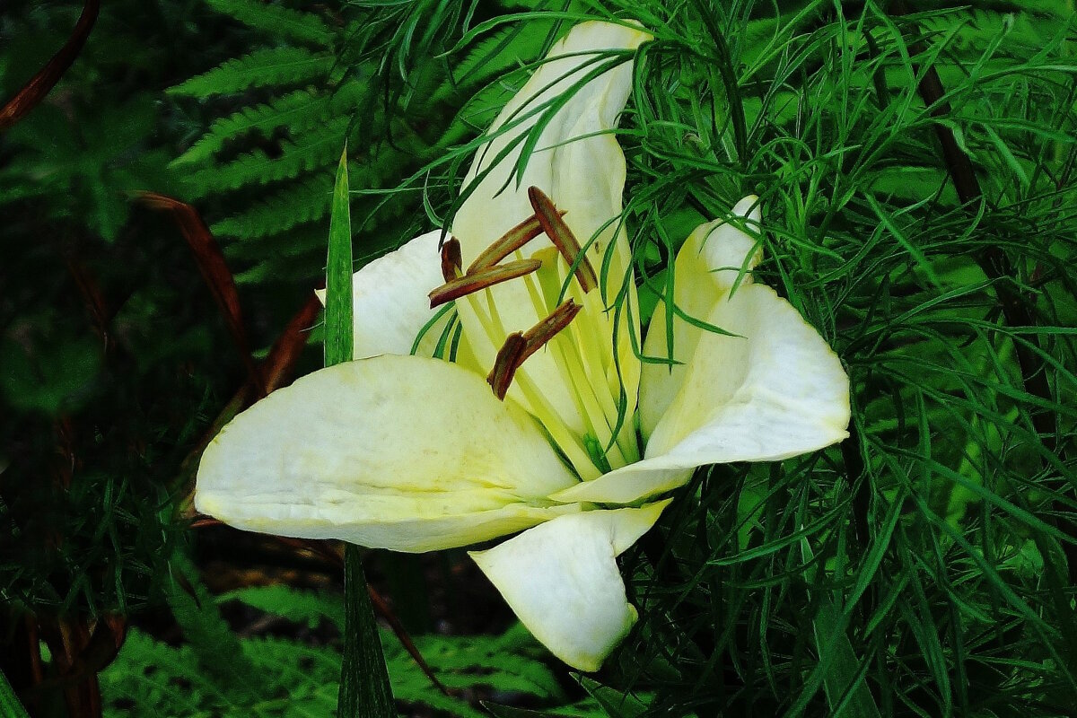 Лилия - Рита Симонова