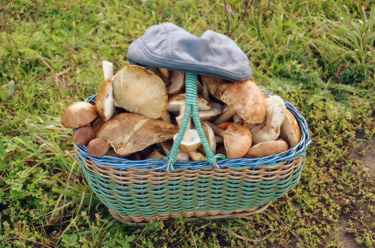 Грибной спас - Сергей М 