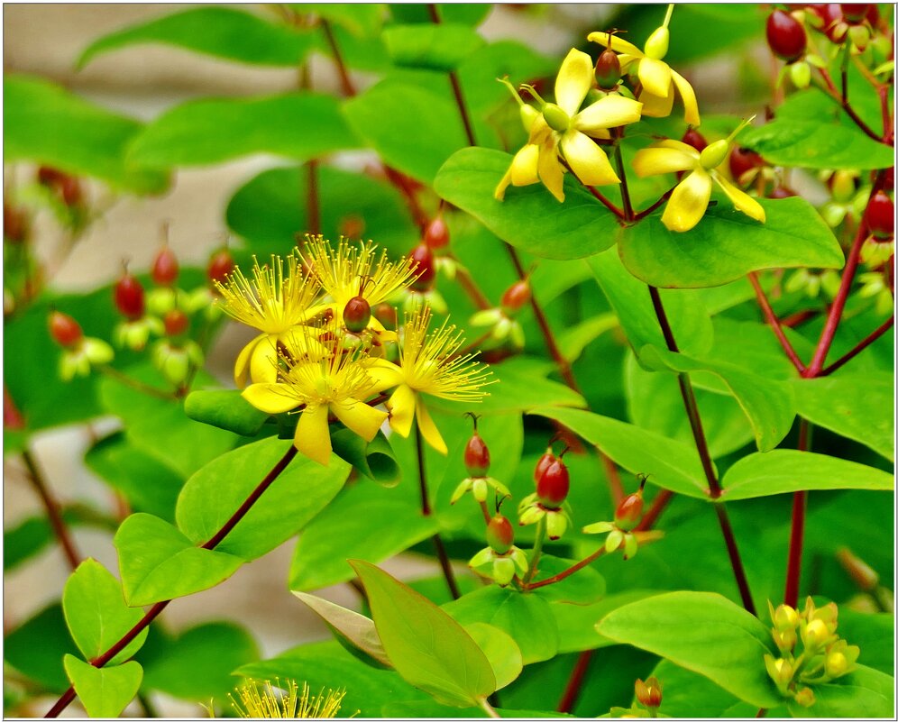 ЭТЮД... - Elvira E. 