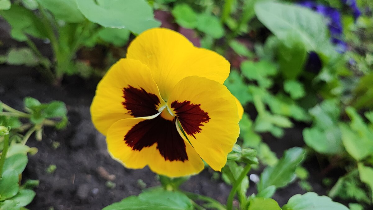 ,,, - Сергей Тимоновский