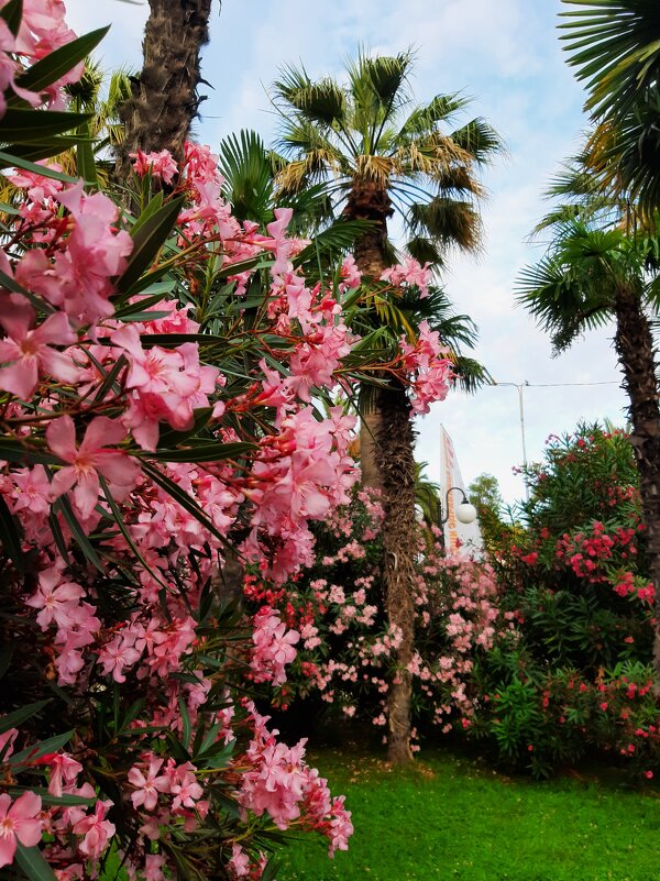 СОЧИ СЕГОДНЯ - Tata Wolf