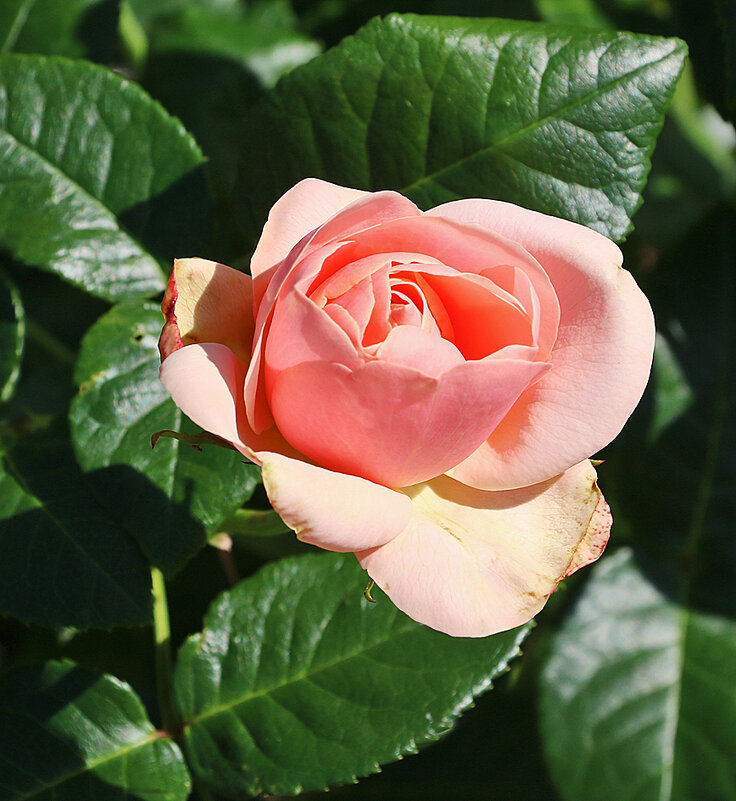 В ботаническом саду МГУ - Светлана 