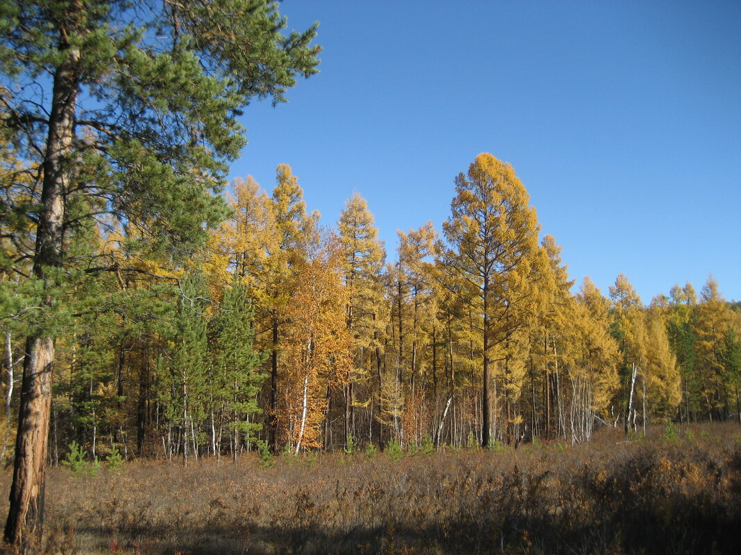 Осень - Anna Ivanova