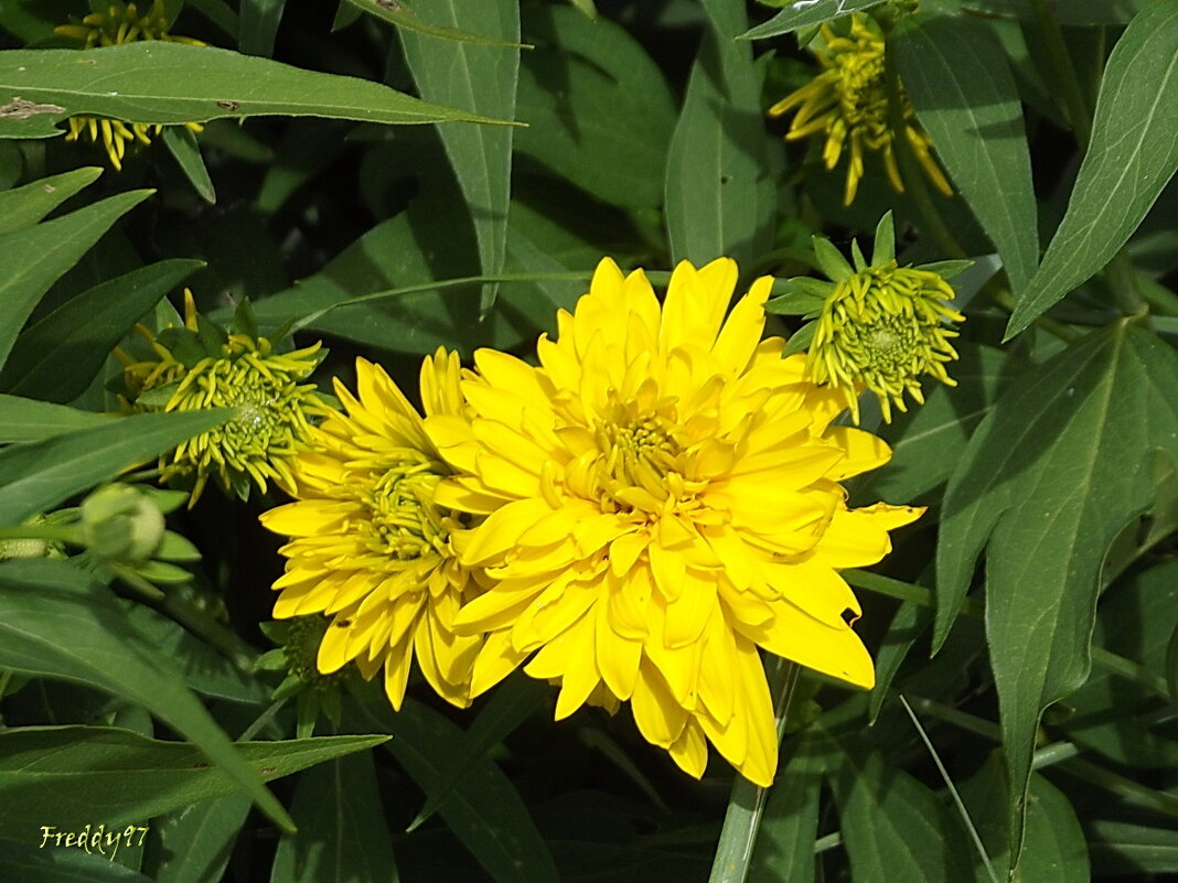 Золотые шары - Freddy 97