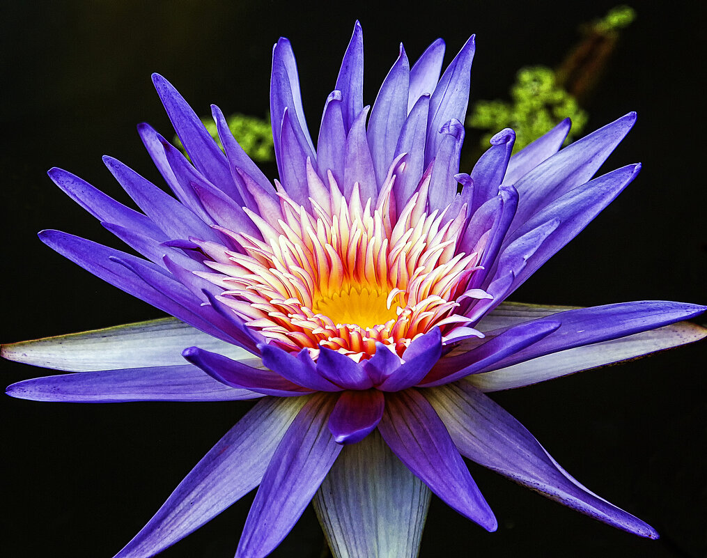 Голубой лотос - Андроник Александр Голубой лотос - Андроник Александр