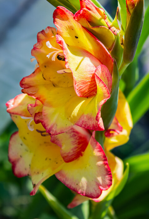 Гладиолус - Светлана SvetNika17