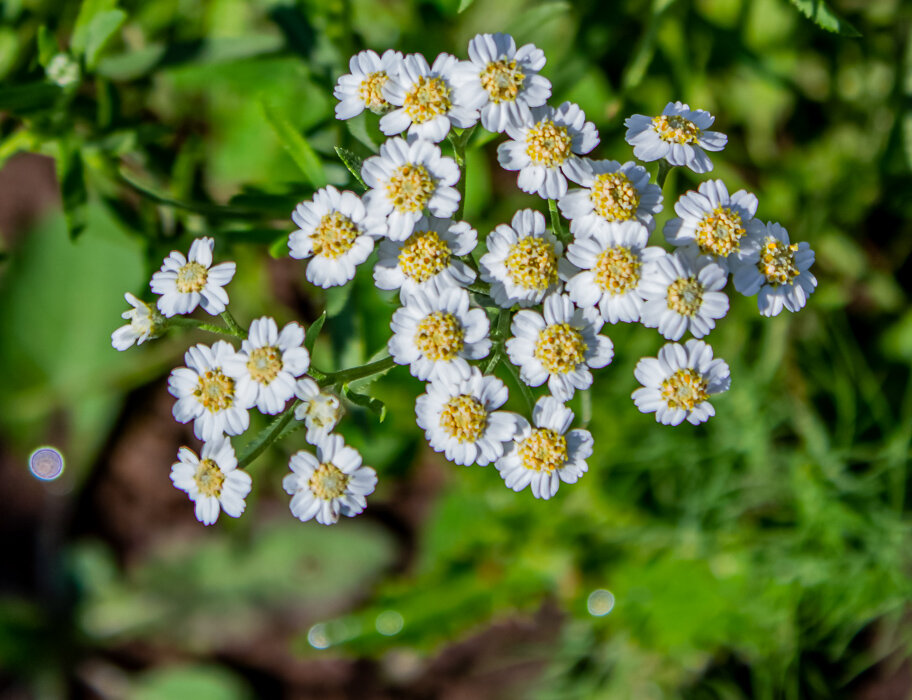 *** - Светлана SvetNika17