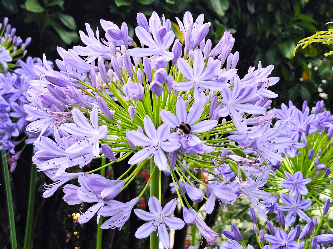 Цветочный шарик - Наталья 