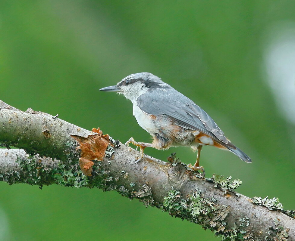 поступь поползня... - Andrey Bragin 