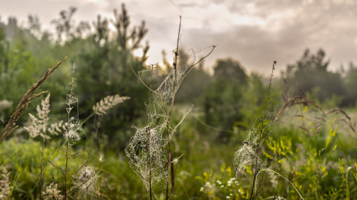 Понавешали - sorovey Sol