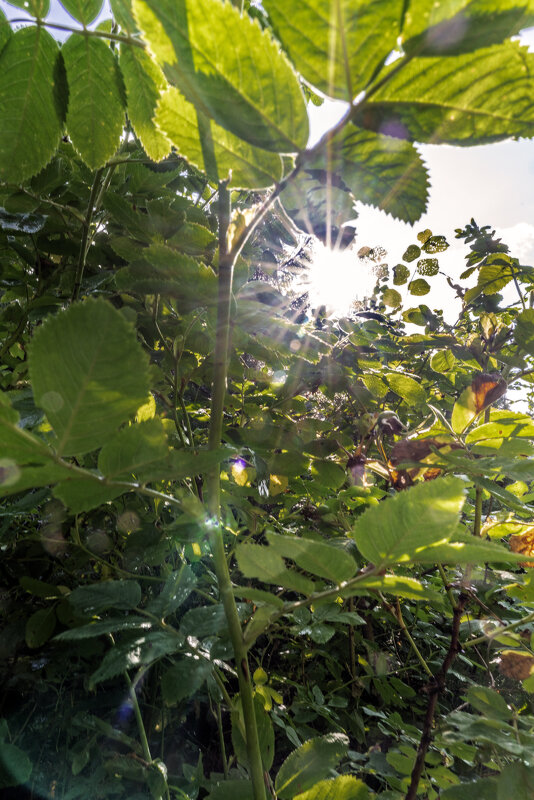 Сквозь листву - sorovey Sol