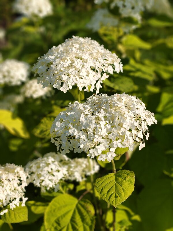 Июль - Андрей 