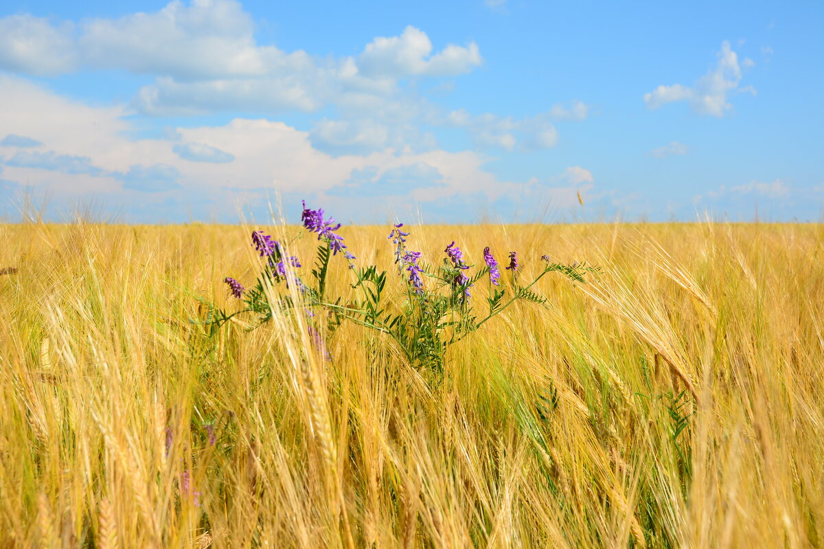 Лето. - Михаил Колосов 