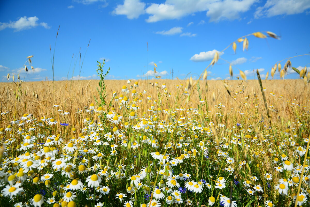 Ромашки. - Михаил Колосов 