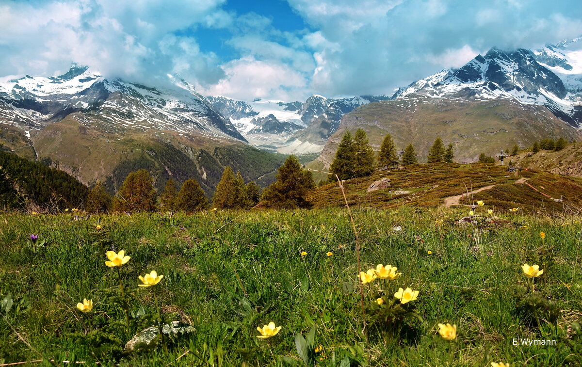 spring - Elena Wymann