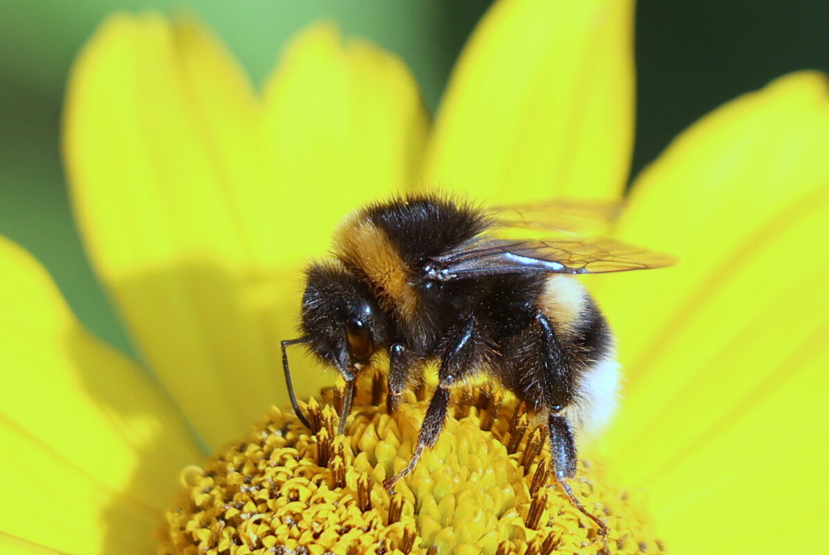 Мохнатый. - Александр Кондаков