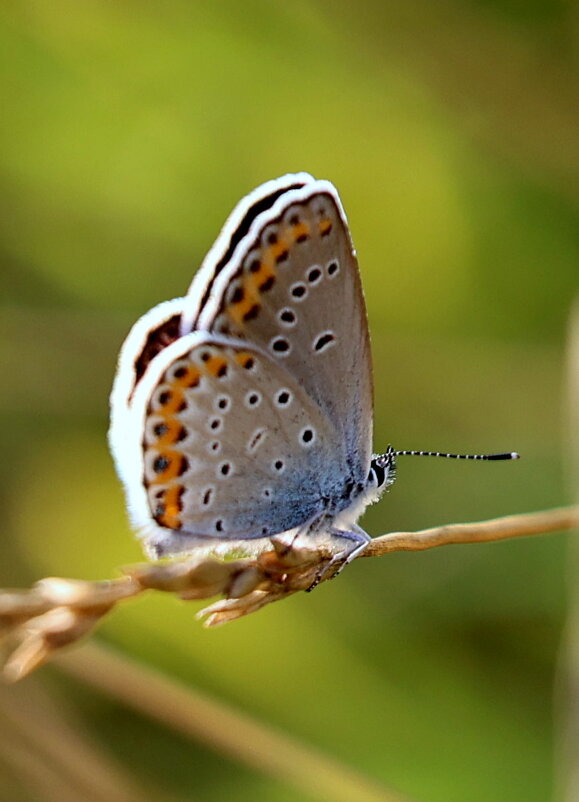 Присела... - Александр Кондаков