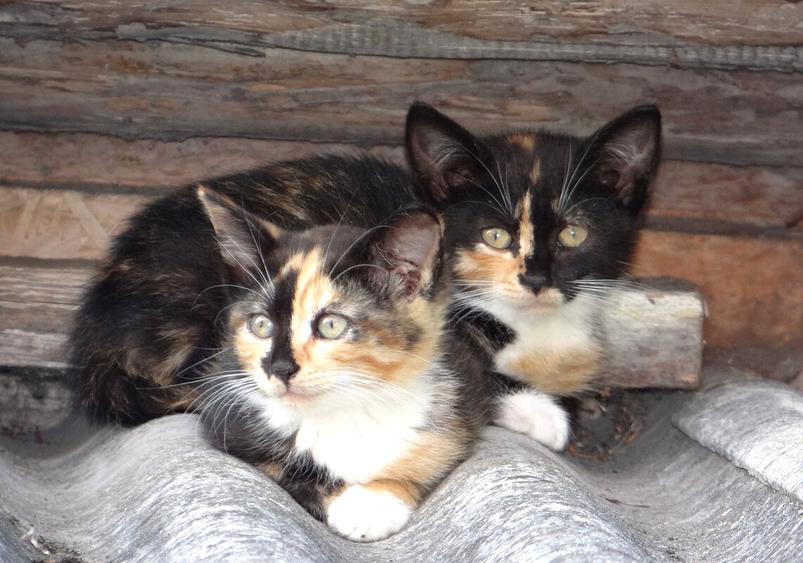 Две девочки котята - Антонина Гугаева