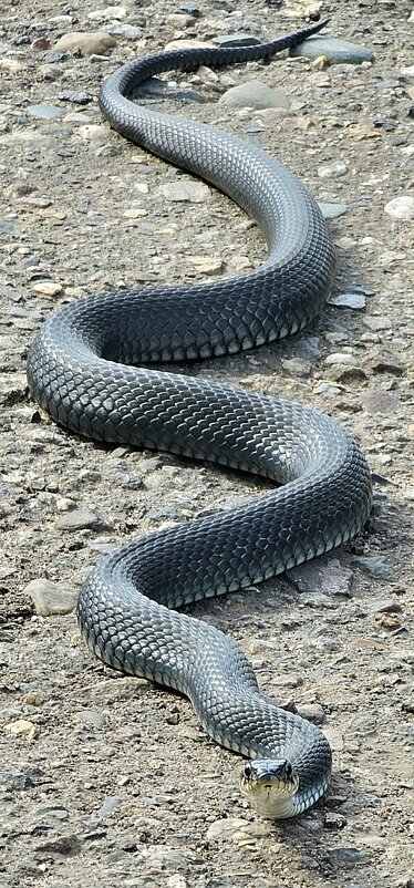 Неожиданная встреча. - Михаил Свиденцов