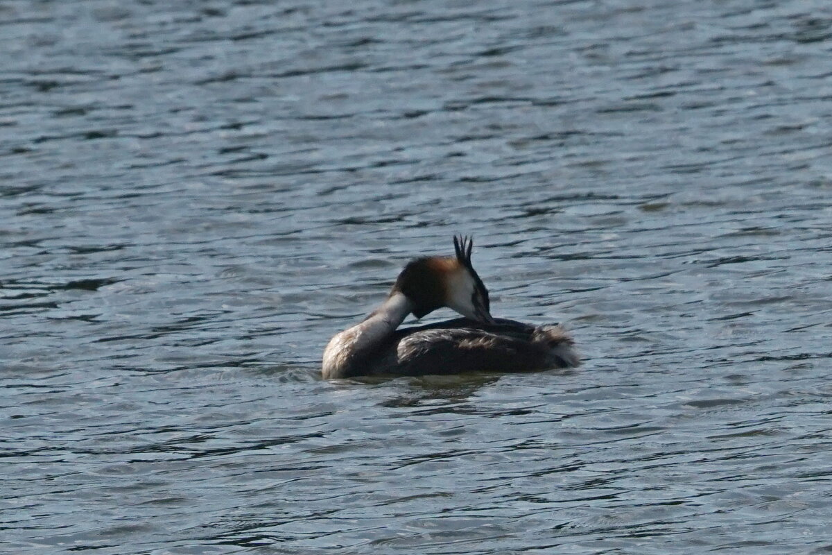 Чомга - Василий Панкрушов