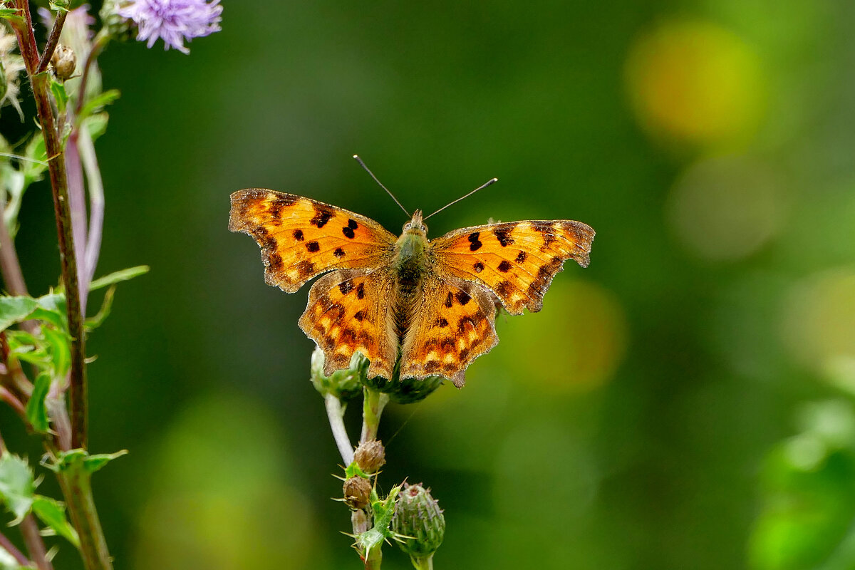 из сегодняшней съемки 3 - Александр Прокудин