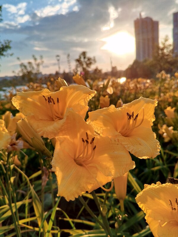 Лилейник - Сапсан 