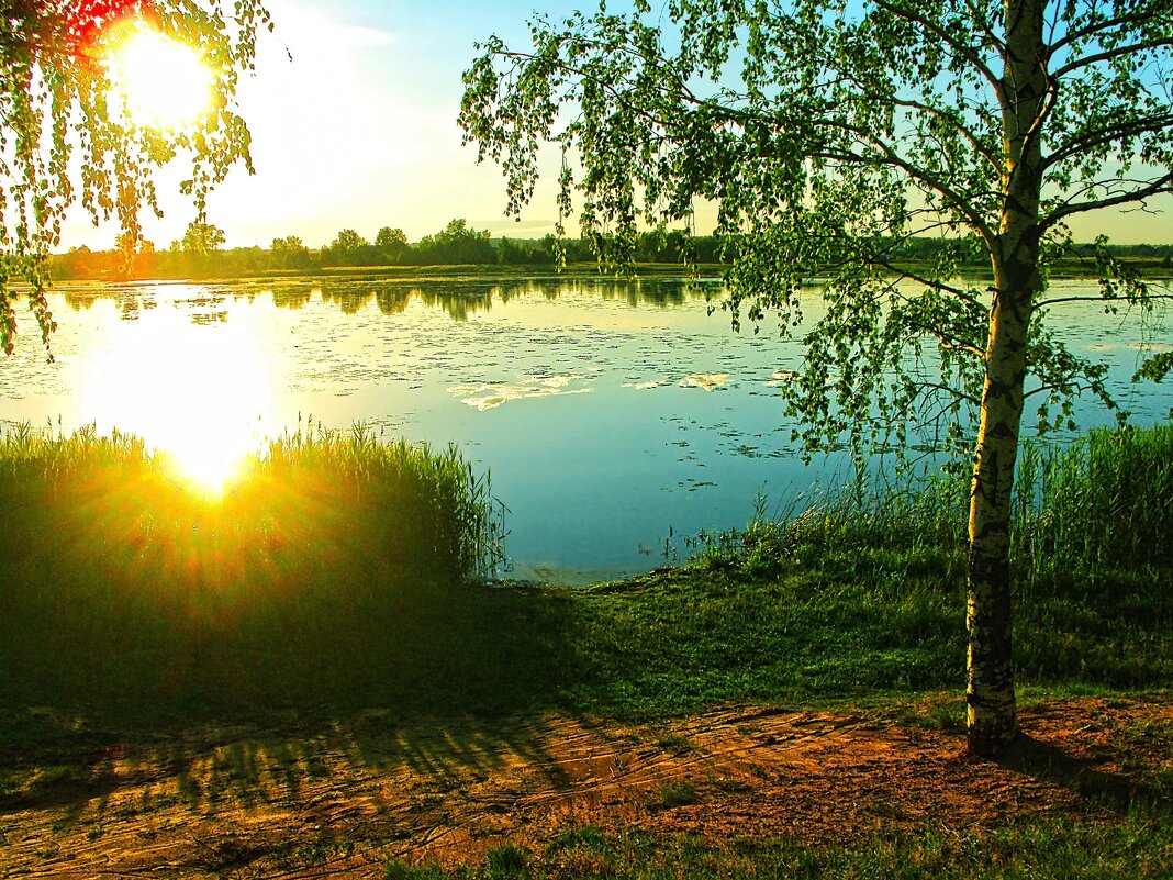 СОЛНЫШКО  В  КАМЫШАХ - Русский Шах Гончар