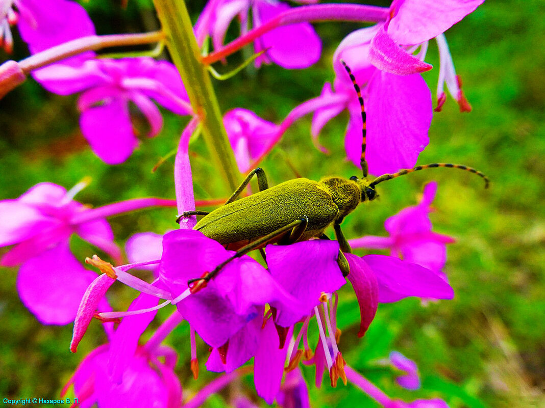 Июль...Жук-лептура на иван-чае! - Владимир 