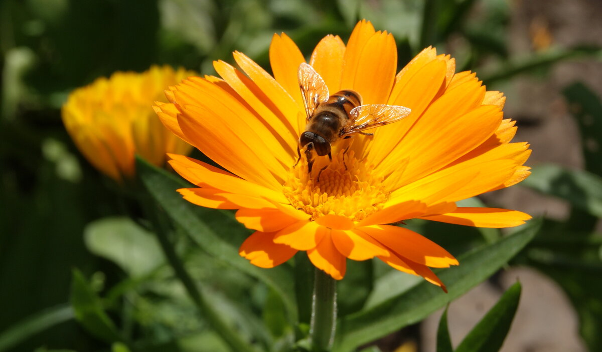 Насекомое на цветке календулы. - сергей ермошкин Насекомое на цветке календулы. - сергей ермошкин