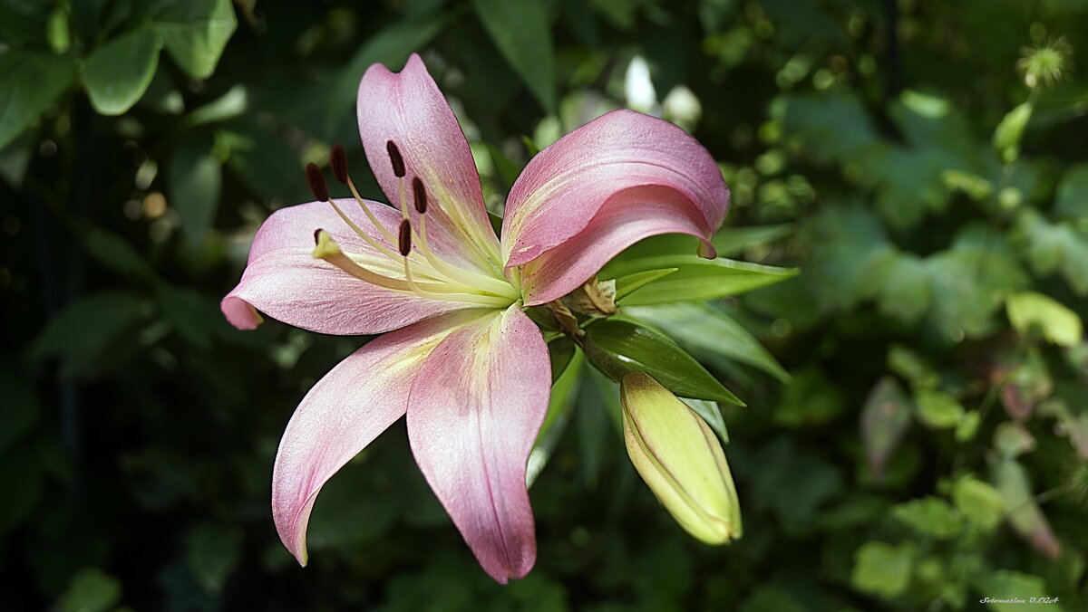 лилия.... - Ольга Cоломатина